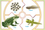 Life Cycle Of A Frog Coloring Pages 2025 Life Cycle Of A Frog Coloring Pages 2025