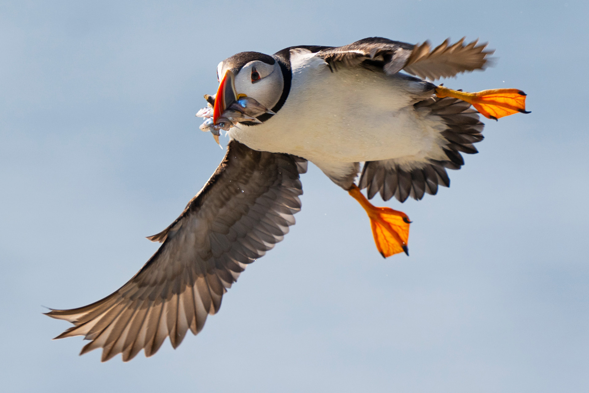 TIME for Kids  Puffins on the Rise