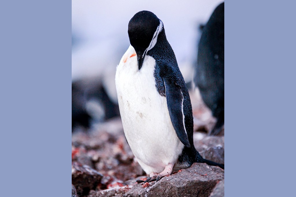 These nesting penguins nod off 10,000 times a day, for seconds at a time