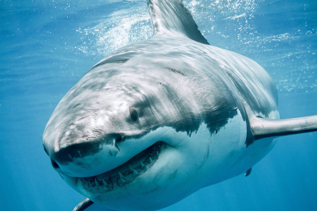 A closeup view of a shark with its mouth open