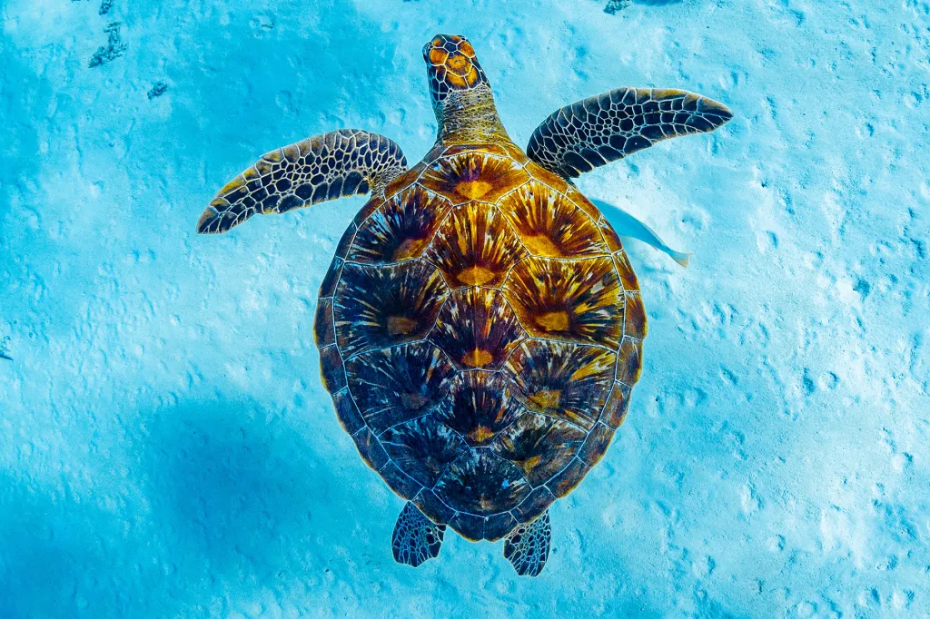 A sea turtle swimming in blue water