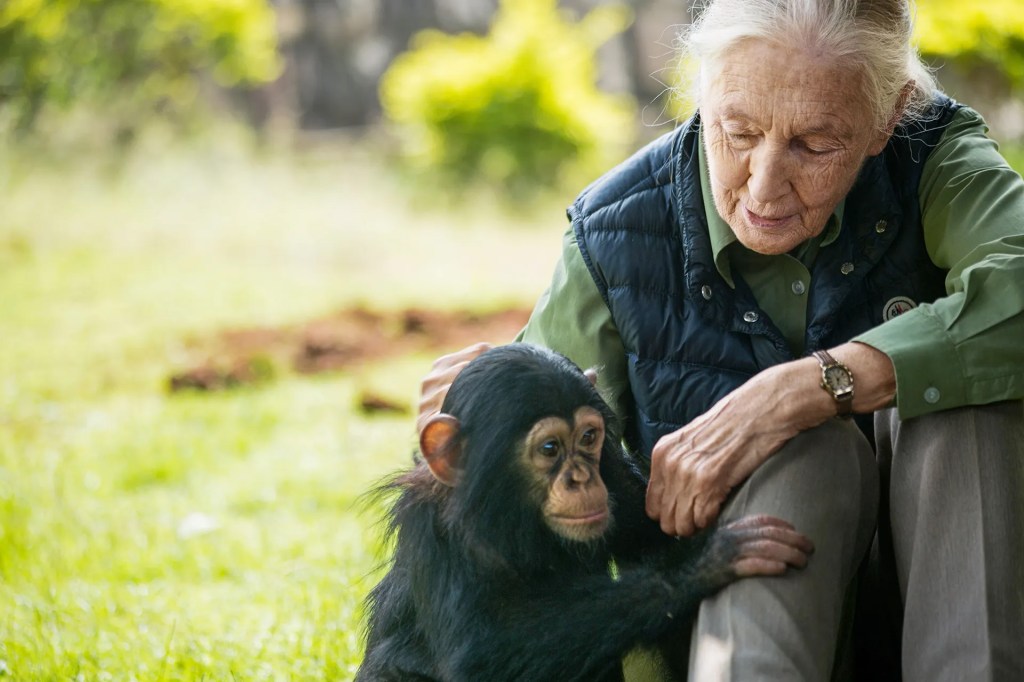 A woman pets the head of a young chimp seated next to her.