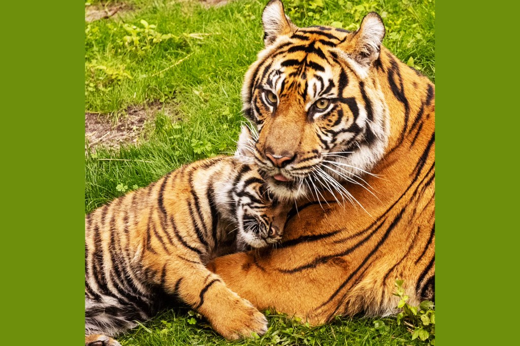 A tiger rests on the grass while a tiger cub cuddles close, pressing its head against the adult’s chest.