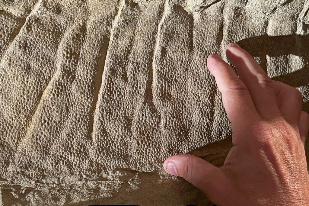 Close-up of a fossil showing the textured pattern of dinosaur skin with a person’s hand resting nearby for scale.