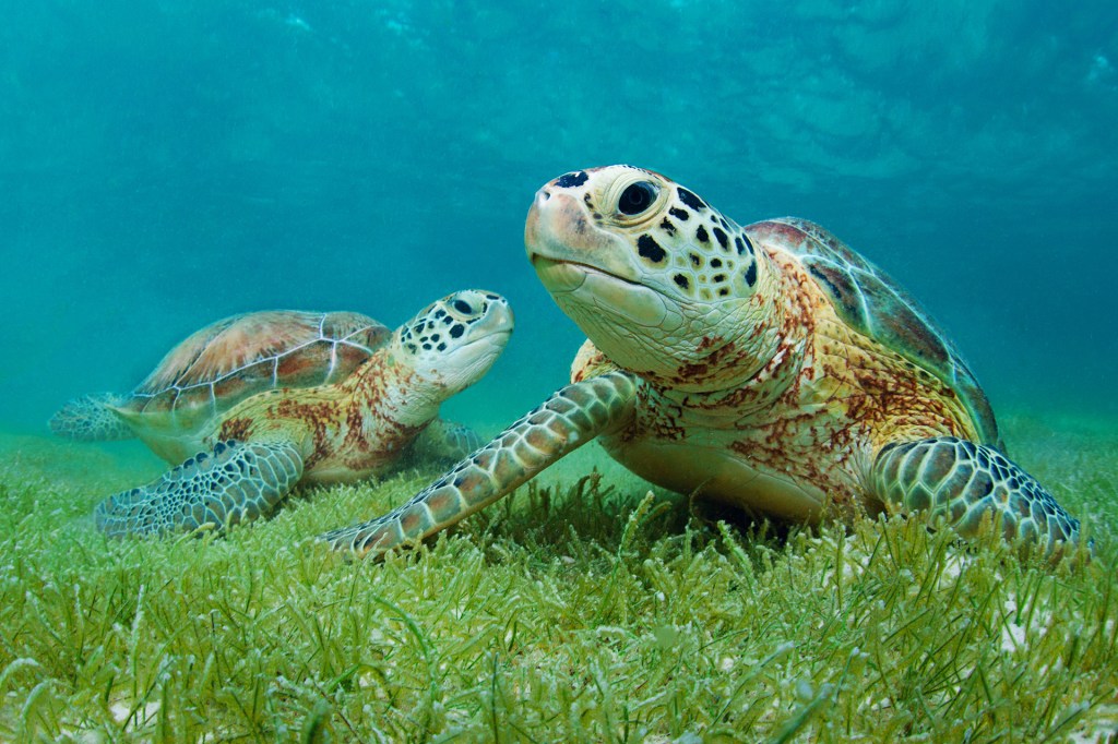 Two sea turtles rest on the ocean floor surrounded by green seagrass under clear blue water.