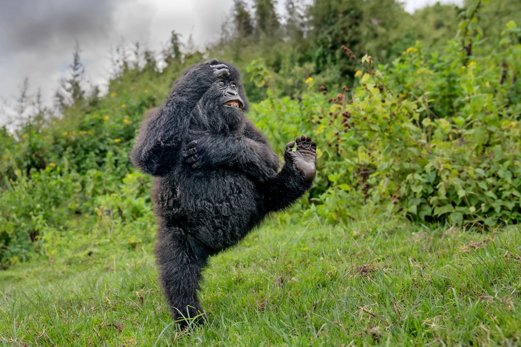 A young gorilla balances on one foot in green grass, arm raised.