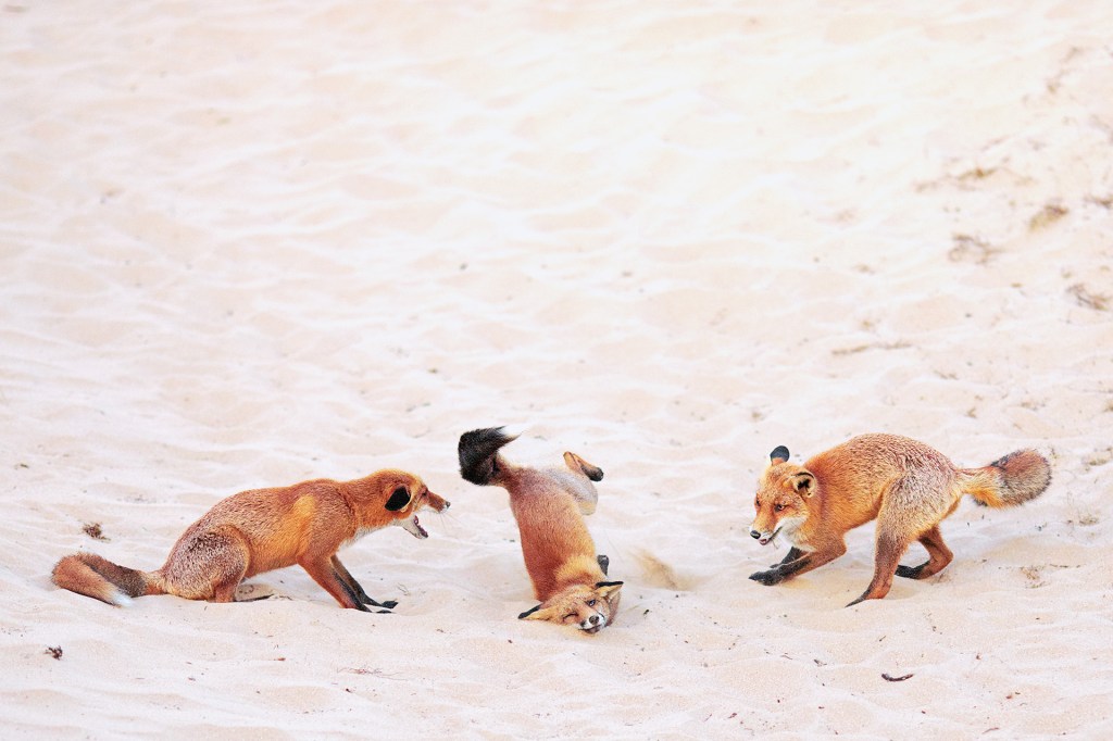 Three red foxes play on pale sand; one falling forward.