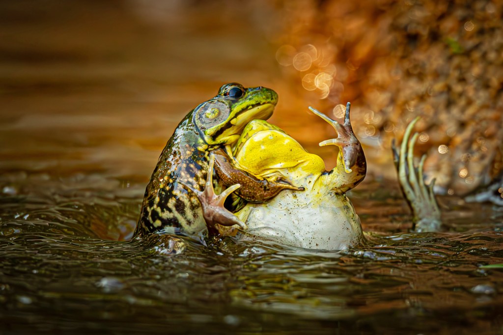 Two frogs wrestle in shallow water; a green frog grips a yellow one.