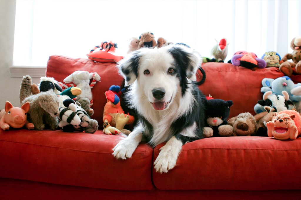 A black-and-white dog sits on a red couch surrounded by many stuffed animal toys.