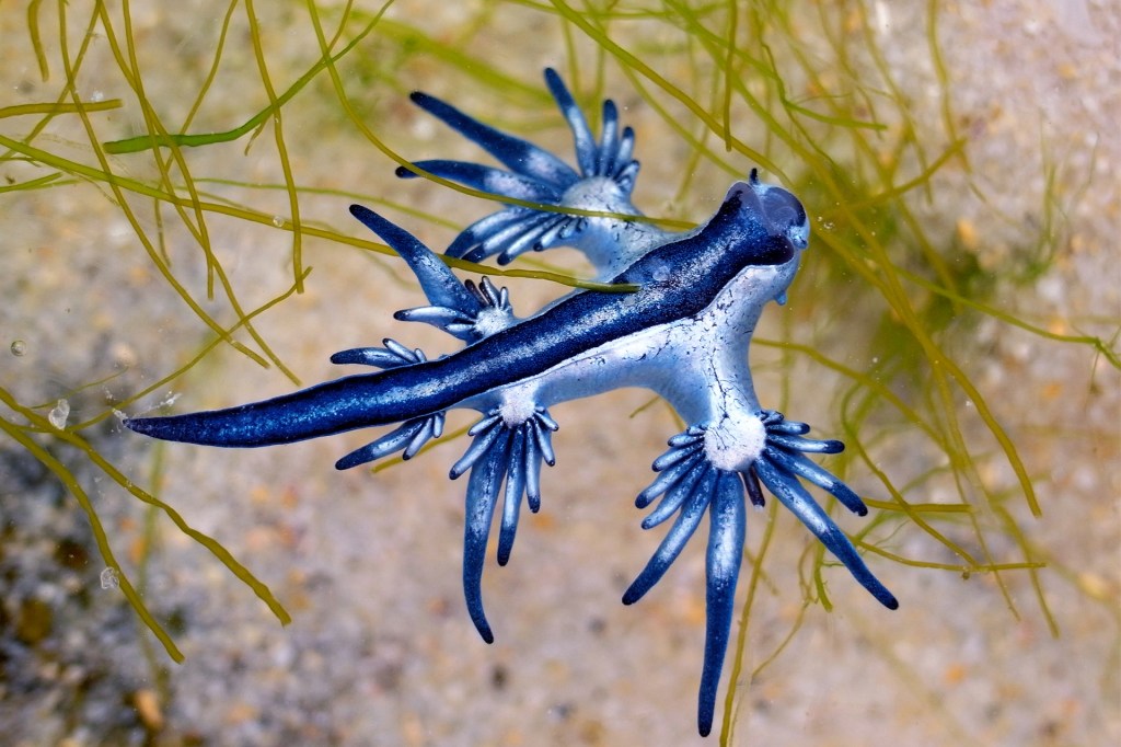 A blue-and-silver sea slug floats near underwater plants, showing off its spiky arms.