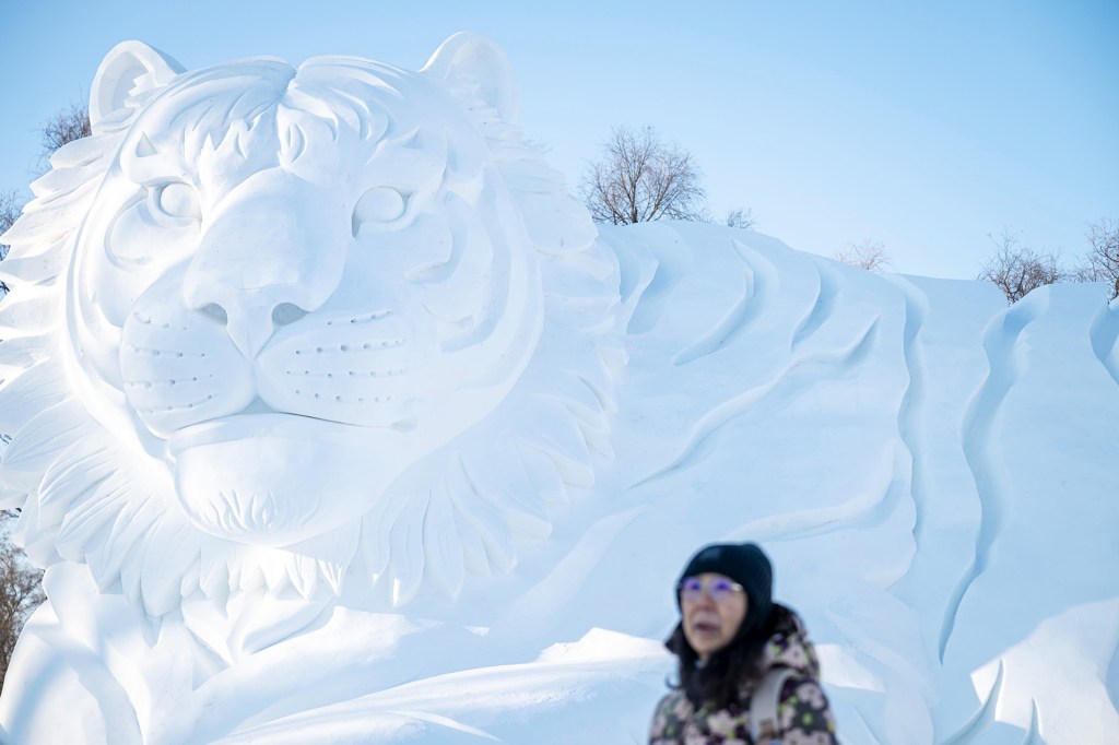 A huge snow sculpture shaped like a tiger towers behind a bundled-up visitor.