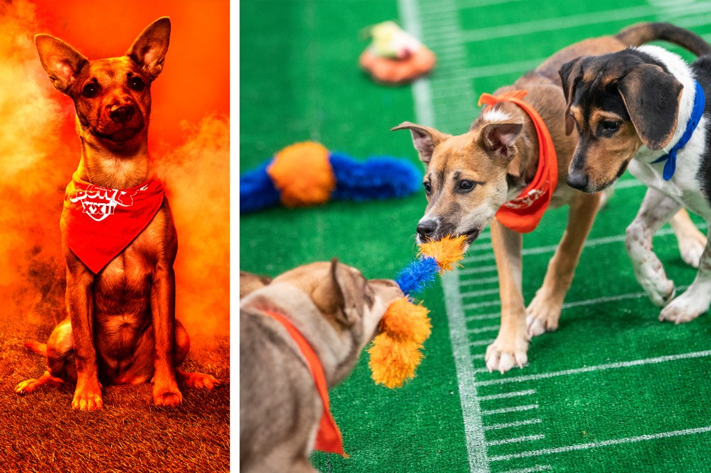 On the left, a puppy wearing a red bandana sits against a bright orange background. On the right, three puppies wearing bandanas play tug-of-war with a fuzzy toy on a green field marked like a football field.