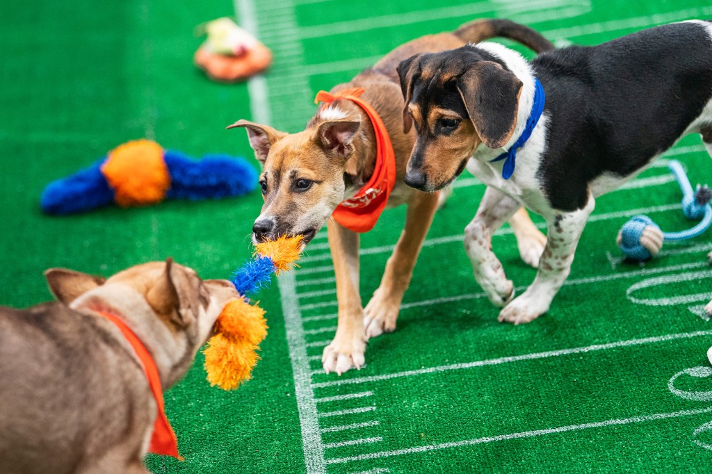 Three puppies wearing bandanas play tug-of-war with a fuzzy toy on a green field marked like a football field.