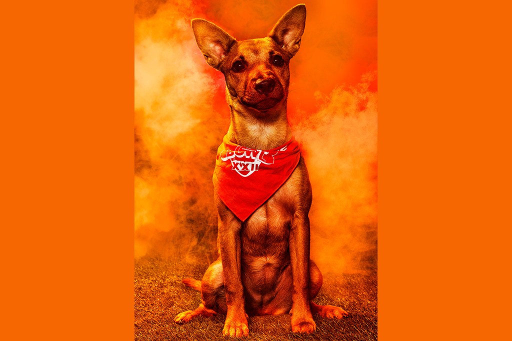 A puppy wearing a red bandana sits against a bright orange background