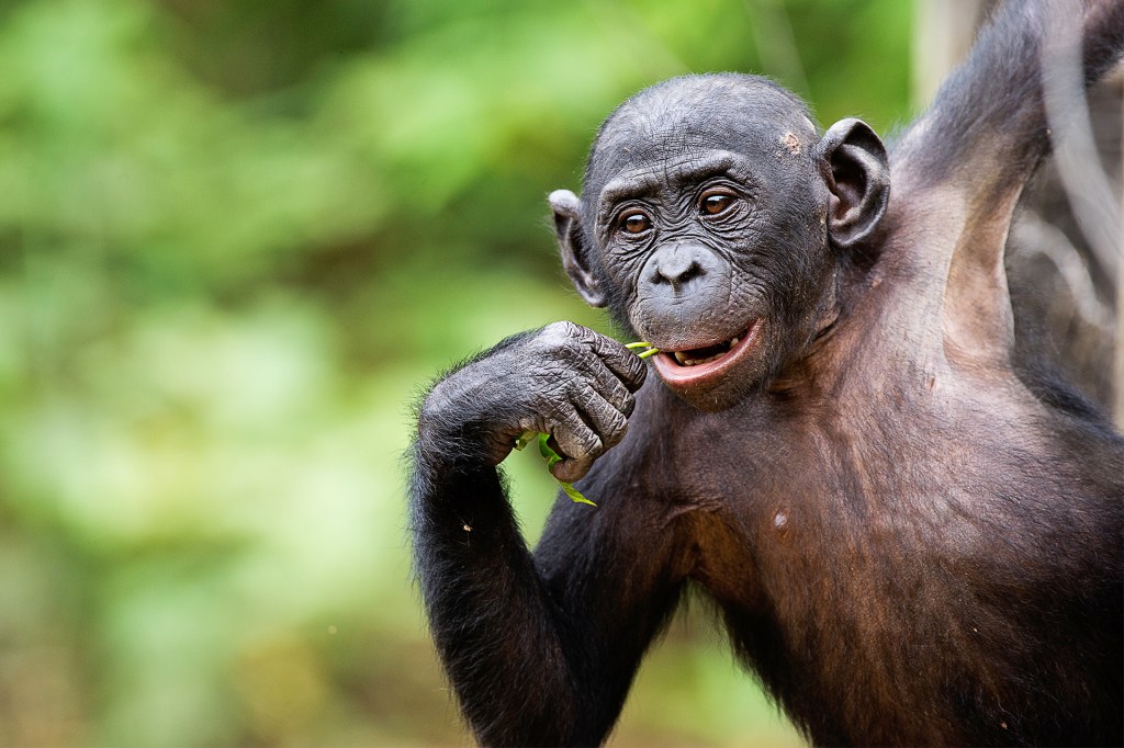 A young chimpanzee chews a green leaf in a forested area.