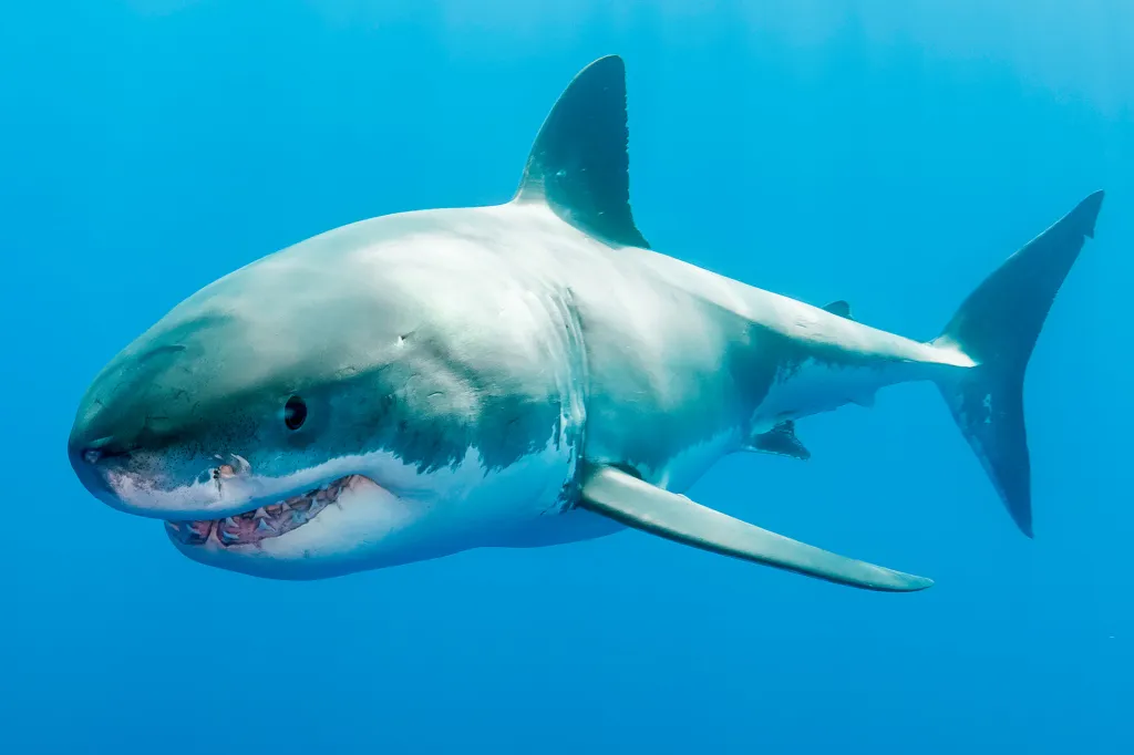 A great white shark swims underwater with its mouth slightly open, showing sharp teeth.