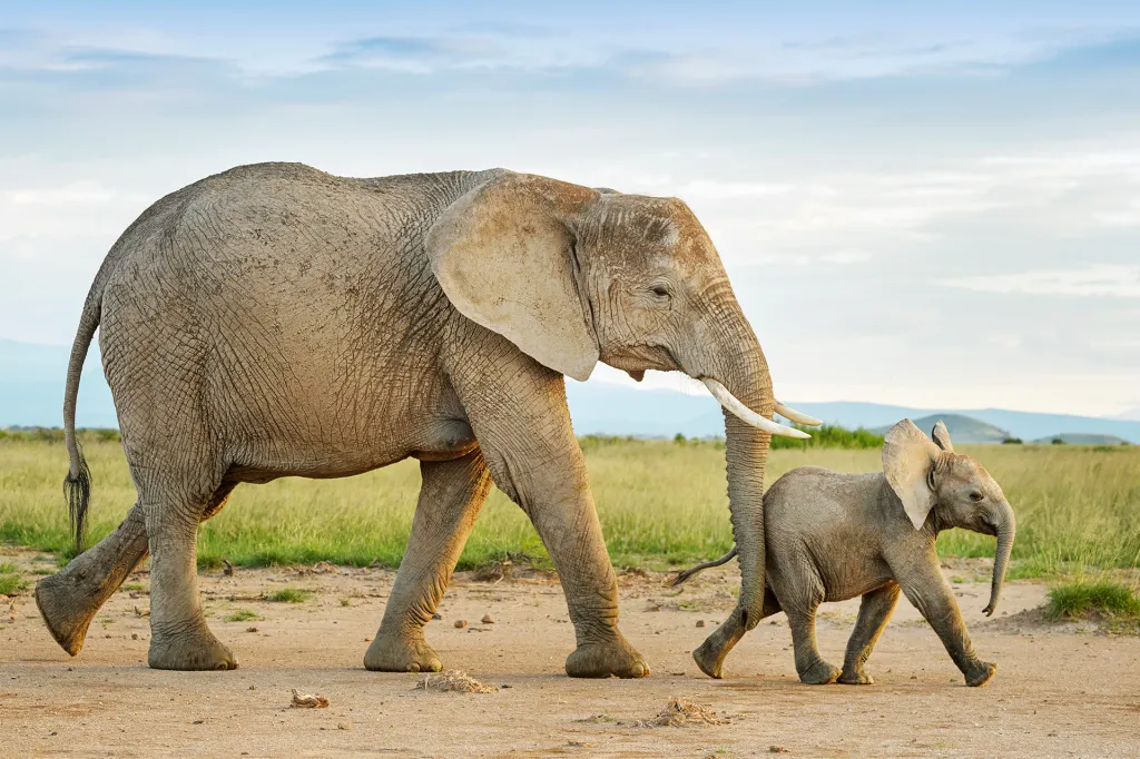 An adult elephant walks across a grassy plain with a young elephant beside it.