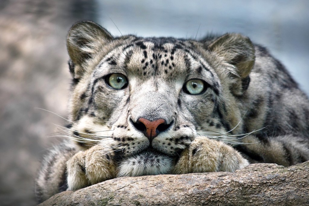 A snow leopard rests on a rock, looking forward with its paws tucked under its chin.
