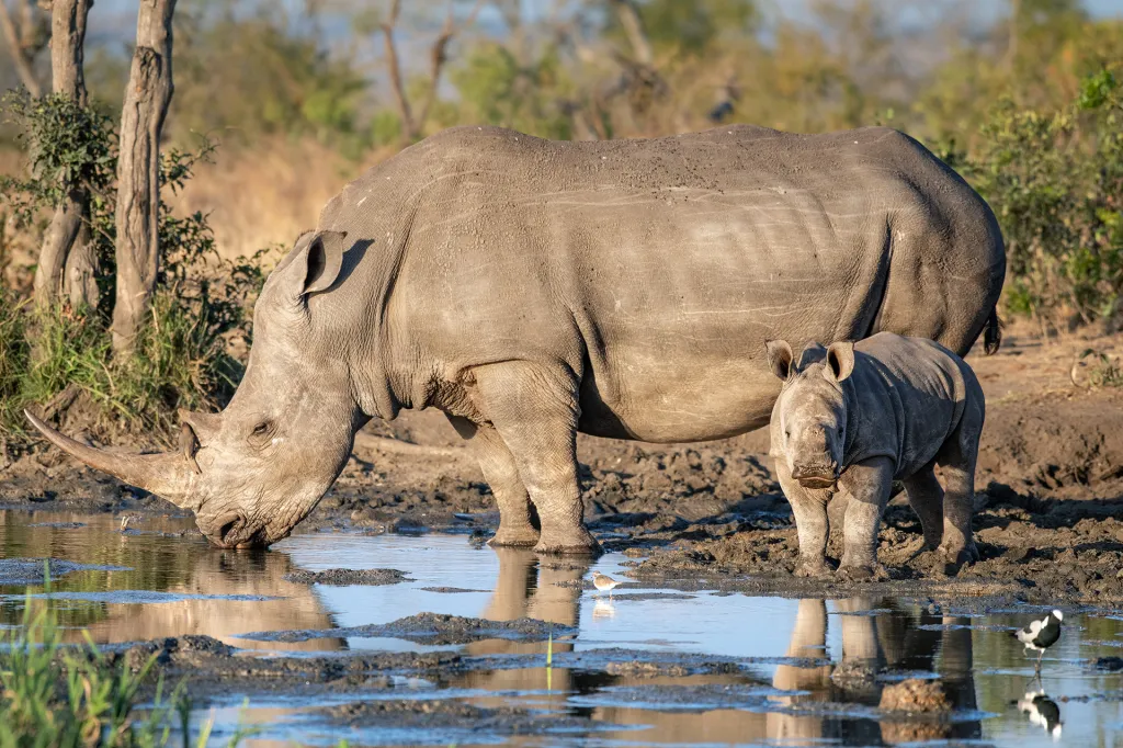 A white rhinoceros drinks from a muddy water hole while a baby rhino stands beside it.