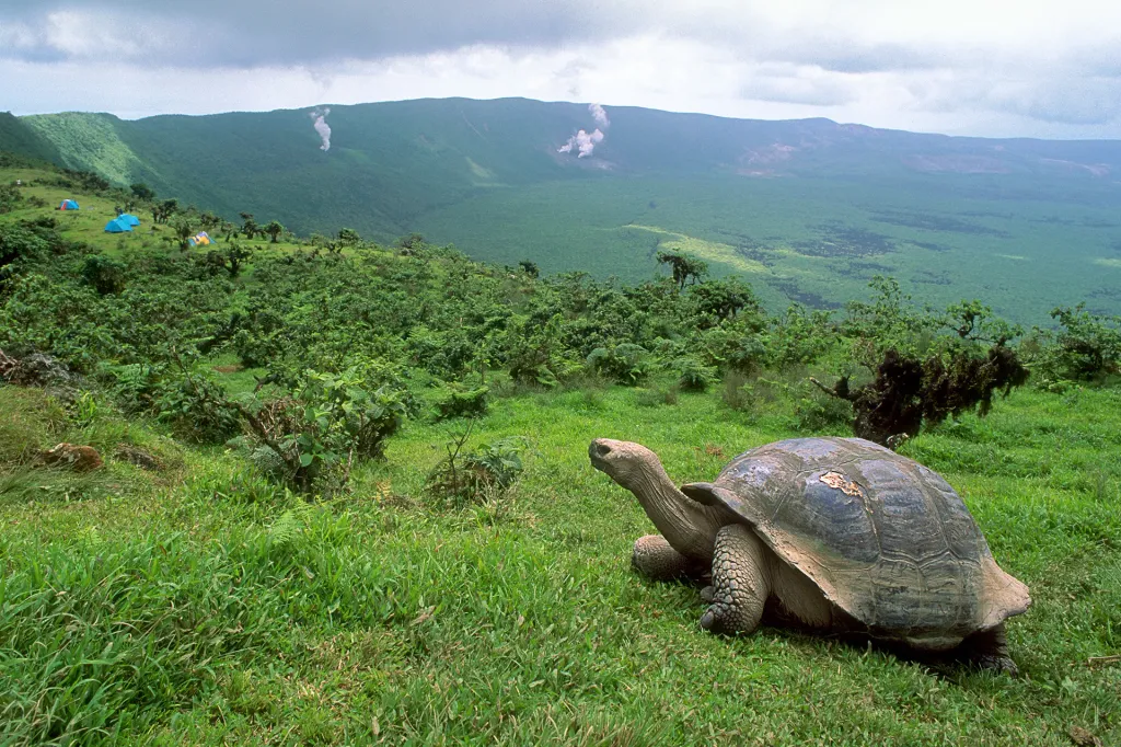giant tortoise walks across green grass on a hillside with a wide valley and cloudy sky in the background.