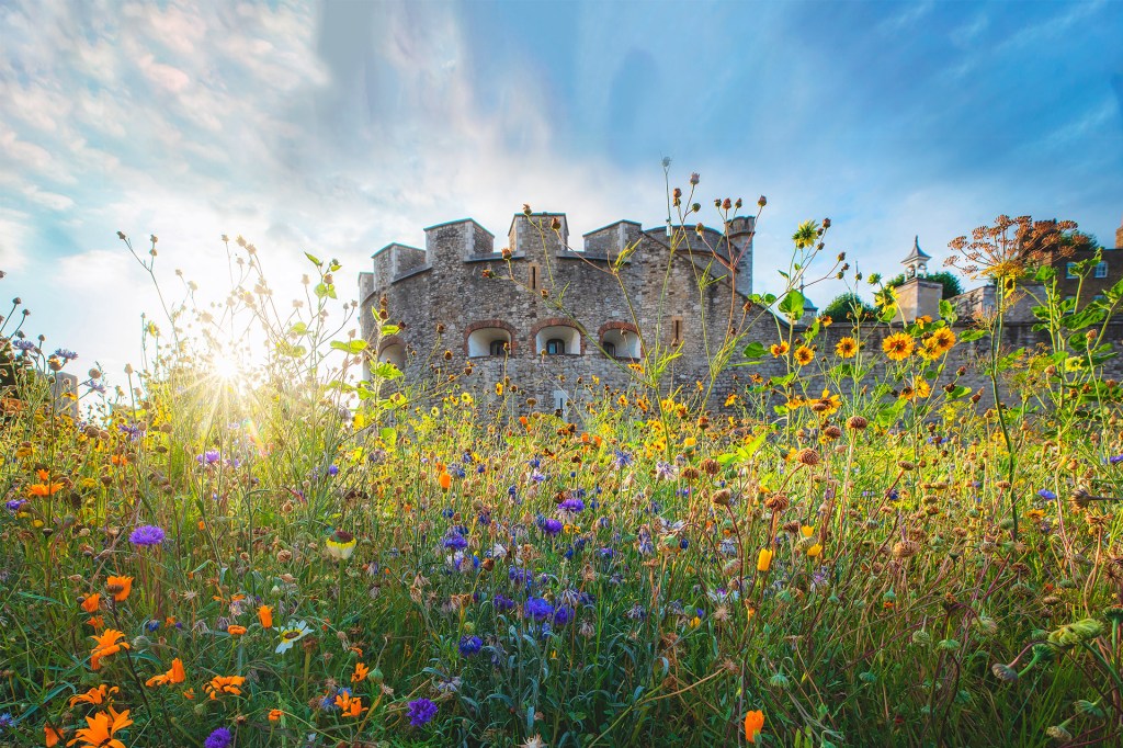 Field of colorful wildflowers in bloom with sunlight shining over a stone castle in the background.