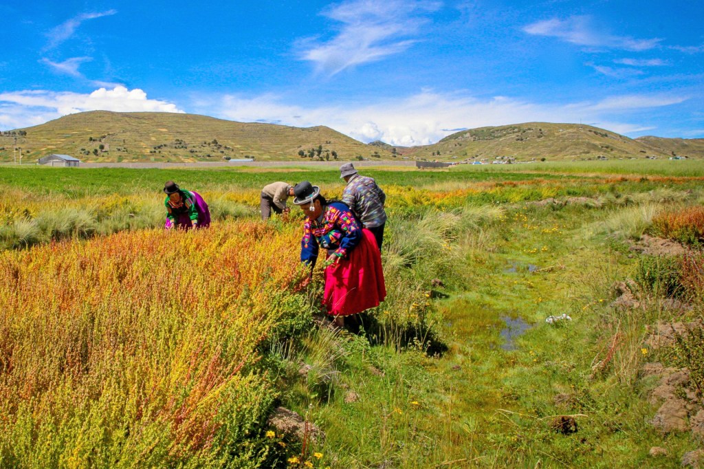 Farmers wearing traditional clothing harvest crops by hand in a green field with hills in the distance.