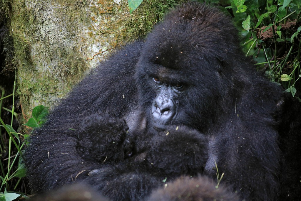 An adult gorilla sits on the ground holding two baby gorillas close.