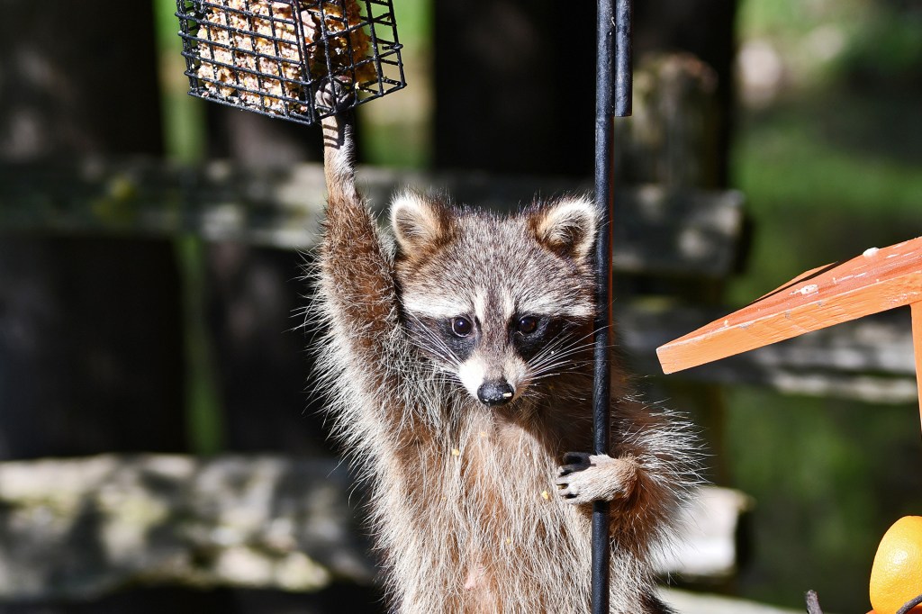 A raccoon hangs from a bird feeder and reaches for food with one paw.