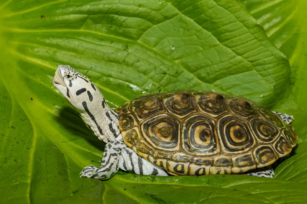 A small turtle with a patterned shell sits on a large green leaf.