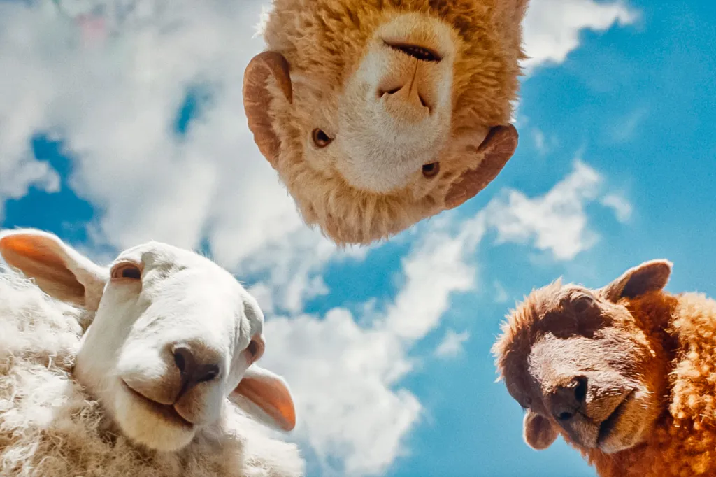 Three sheep look down at the camera from above against a blue sky with clouds.