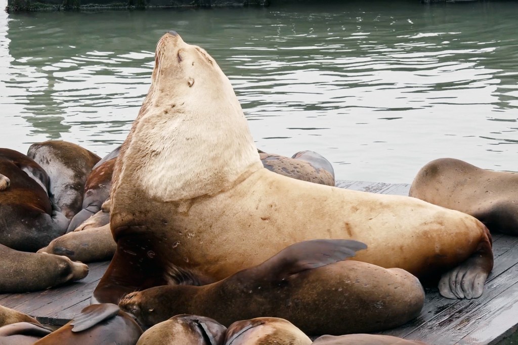 Large sea lion resting on a crowded dock beside the water.
