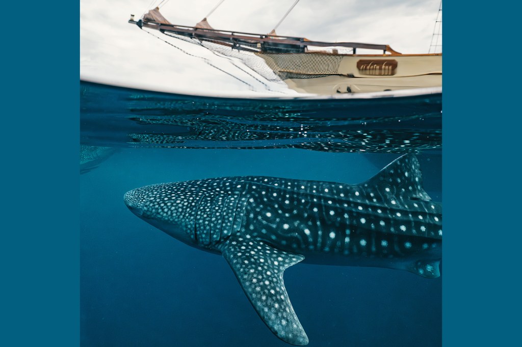 A whale shark swims beneath a boat on clear blue water.