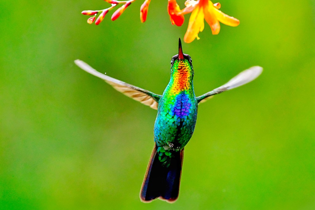A colorful hummingbird hovers in front of a flower with its wings spread wide.