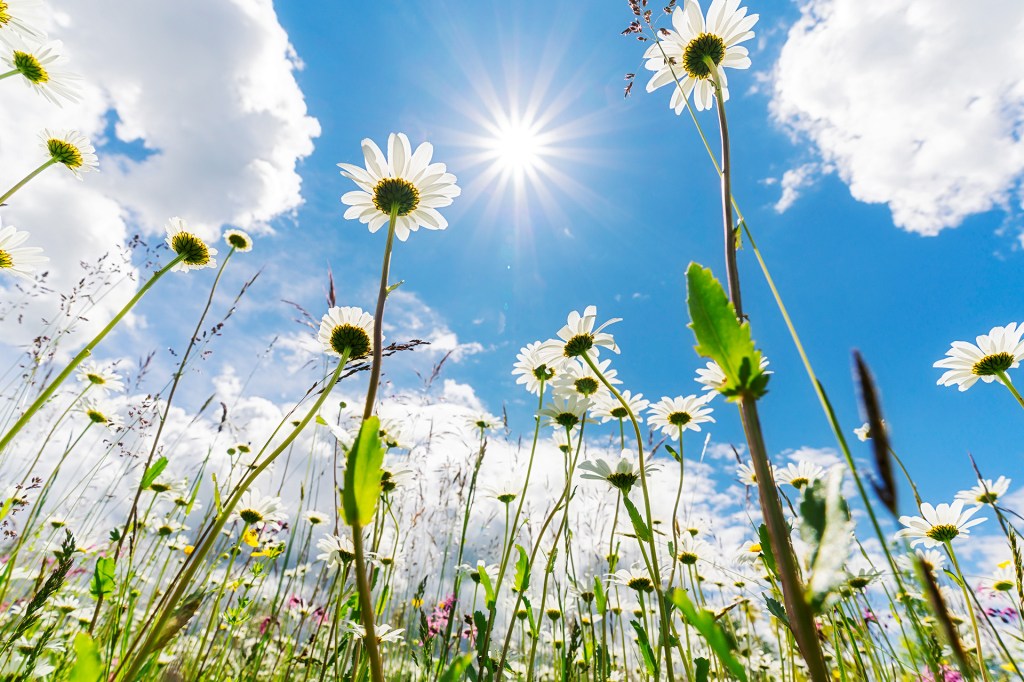 White flowers reach toward the sun in a grassy field.