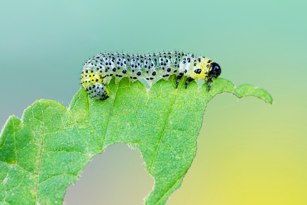 A spotted caterpillar crawls along the edge of a green leaf.