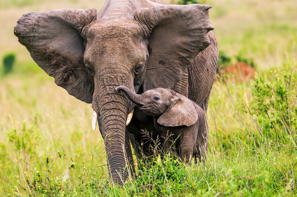 A baby elephant stands close to an adult elephant in a grassy field.