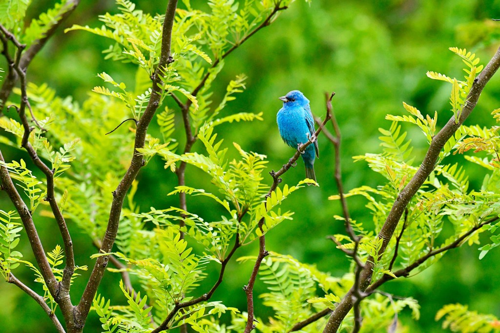 A bright blue bird sits on a branch surrounded by green leaves.