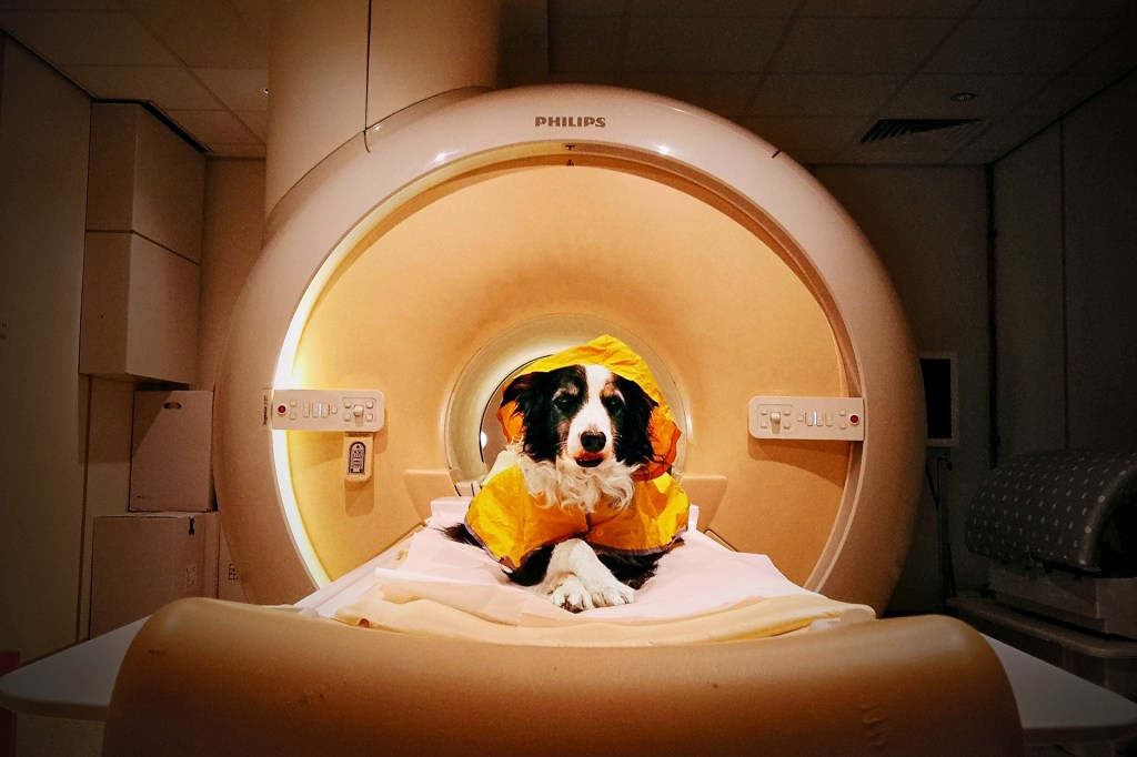 A black-and-white dog wearing a yellow covering lies inside a large medical scanner.
