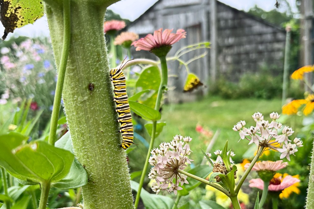 A striped caterpillar climbs the stem of a plant in a flower garden.