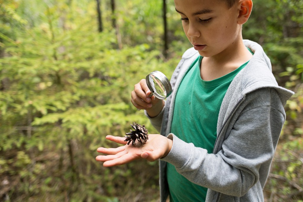A child uses a magnifying glass to look closely at a pine cone in the forest.
