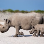 Namibia Records Lowest Rhino Poaching Numbers
