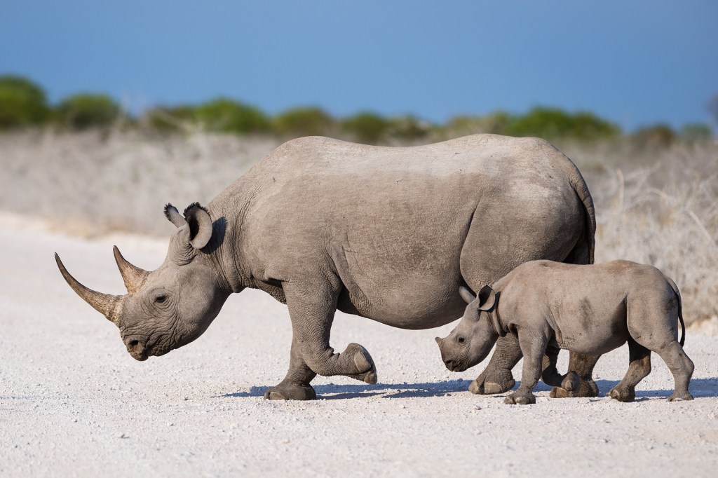An adult rhino and a young rhino walk side by side across dry ground.