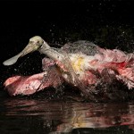 Roseate Spoonbill Wins Photography Award