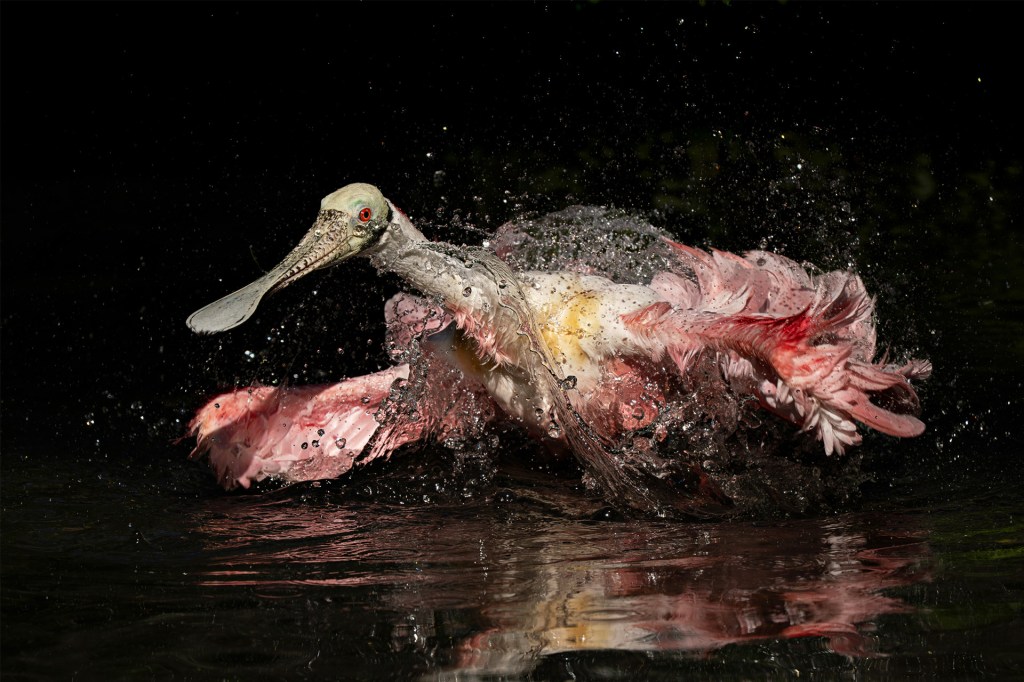 A pink-and-white bird splashes in dark water.