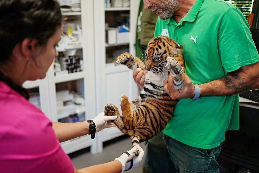 Two people examine a young tiger cub while one holds it securely.