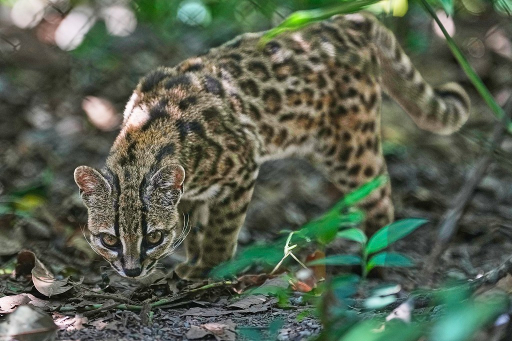 A small spotted wild cat prowls through dense forest vegetation.