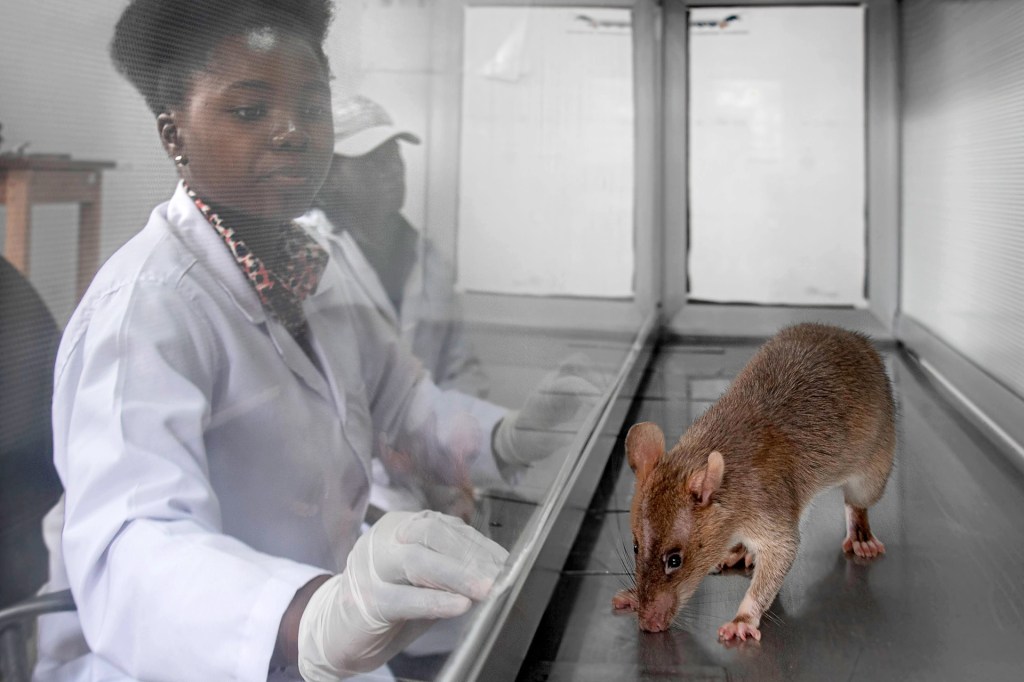 A woman wearing a lab coat and gloves observes a rat inside an enclosed testing area.