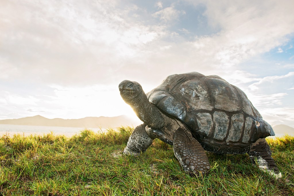 A large tortoise walks through grass near a shore