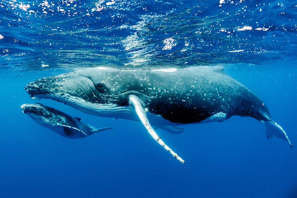 A large whale and a young whale swim together underwater.