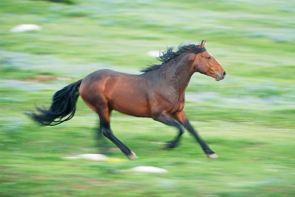 A brown horse runs across a grassy field.